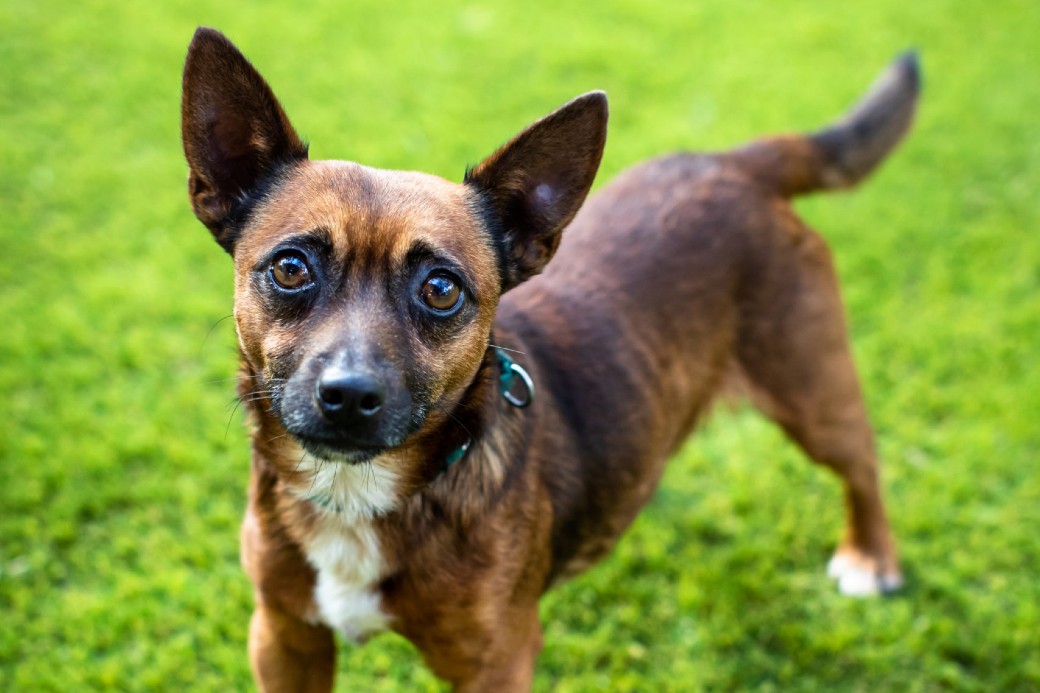 Returning: The Dog House Australia | TV Tonight